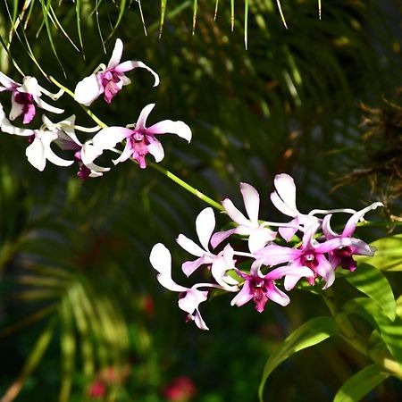 Hotel Alisei Las Terrenas Ngoại thất bức ảnh